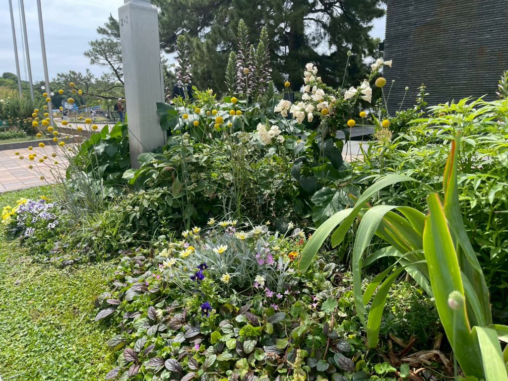 A花壇のクラスペディア