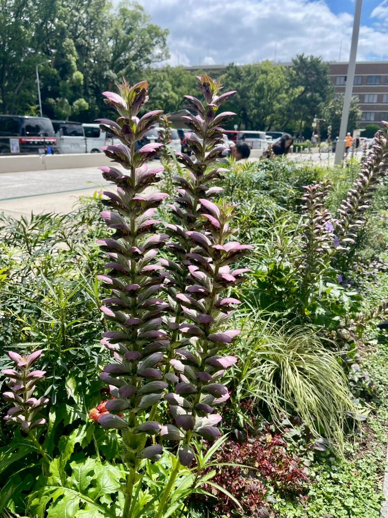 B花壇のアカンサスの花穂クローズアップ