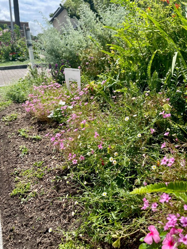 B花壇の白と紫の花