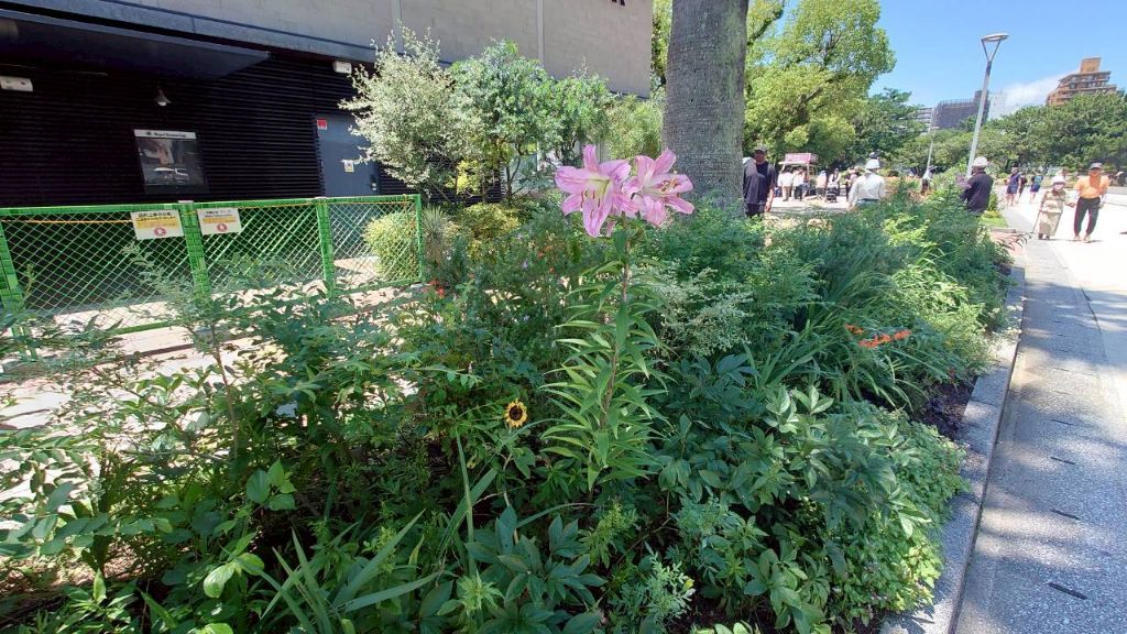 C花壇のピンクのユリとボートハウス