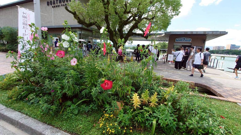 色とりどりの花壇（タイタンビカス）