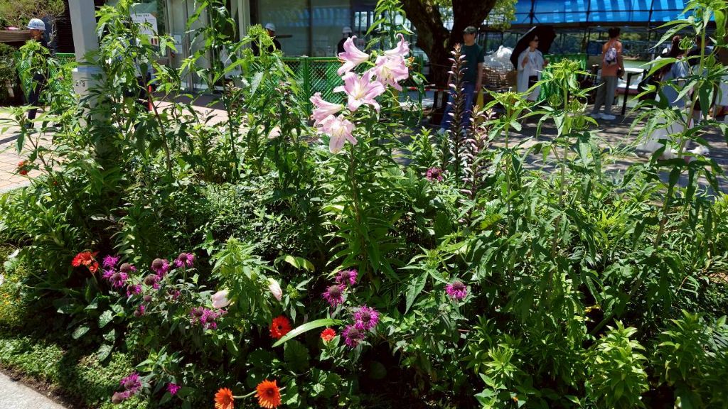 D花壇のユリとエキナセアの寄せ植え