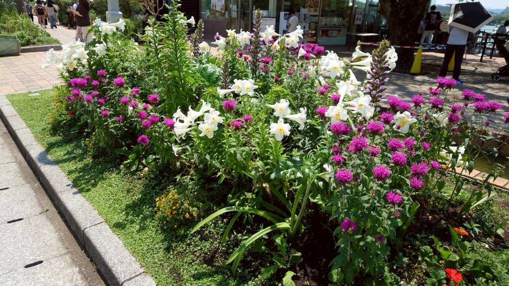 D花壇の白いユリとエキナセア