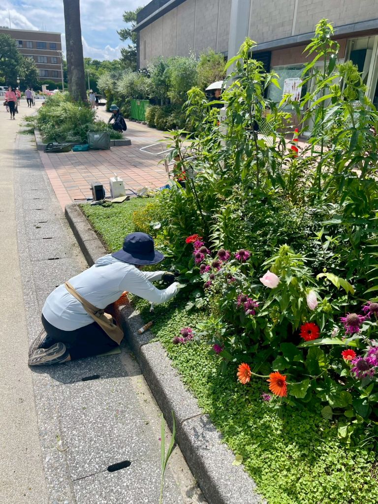 D花壇で手入れするボランティア