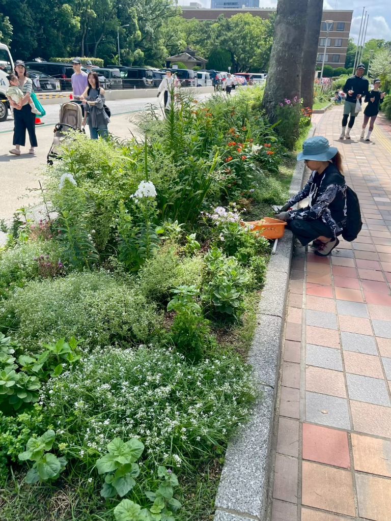 E花壇の白い花と手入れするボランティア